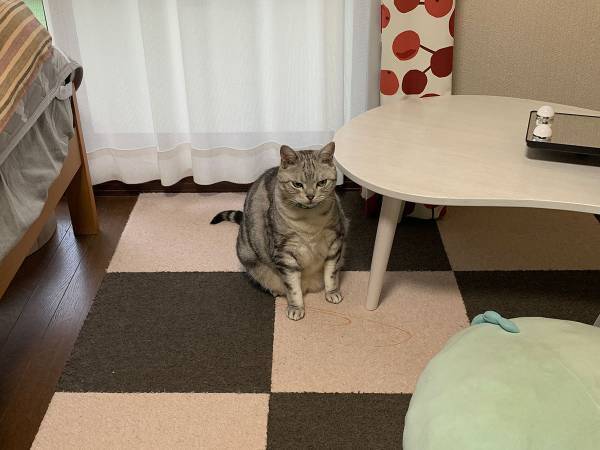 進学で離れ離れになる１人と１匹　実家の家族が目にした猫の姿に「切ない」