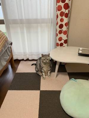 進学で離れ離れになる１人と１匹　実家の家族が目にした猫の姿に「切ない」