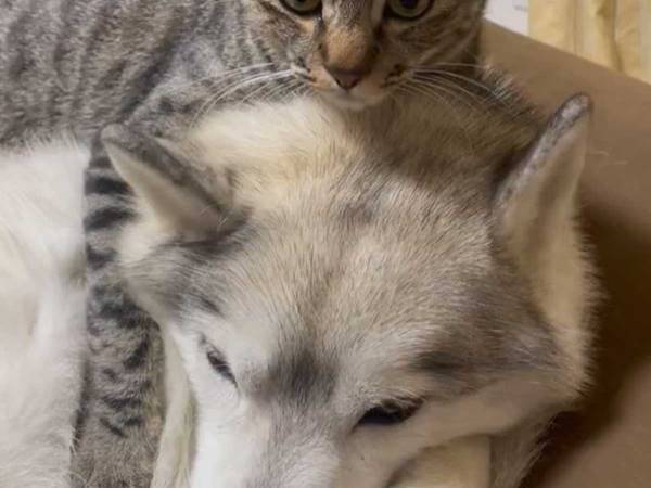 「可愛すぎる」「間に挟まれたい」　ハスキーの上に乗っていたのは？