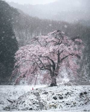『春の雪』が降った日の１枚　レアな光景に「幻想的すぎる」の声！
