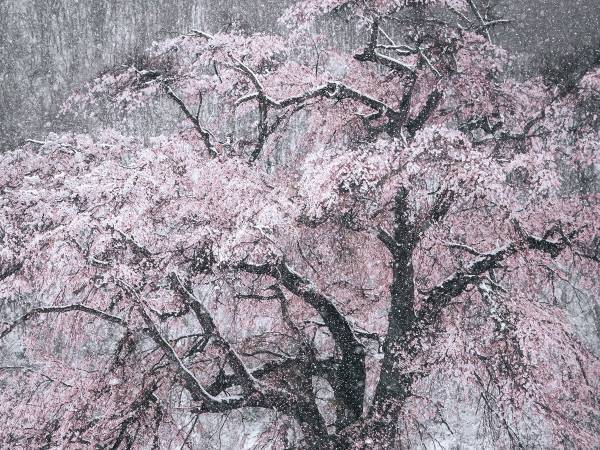 『春の雪』が降った日の１枚　レアな光景に「幻想的すぎる」の声！