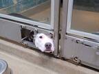 保護施設のドア下から顔を出す犬　視線の先にあったのは…「かわいそうに」