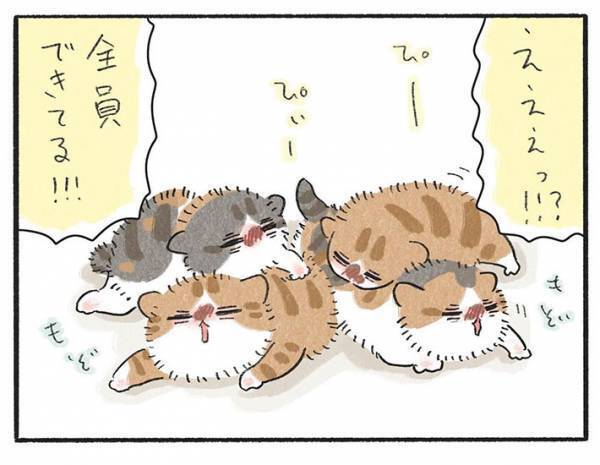 どうしてケガしたの！？　子猫全匹に『かさぶた』があるワケに「かわいい」