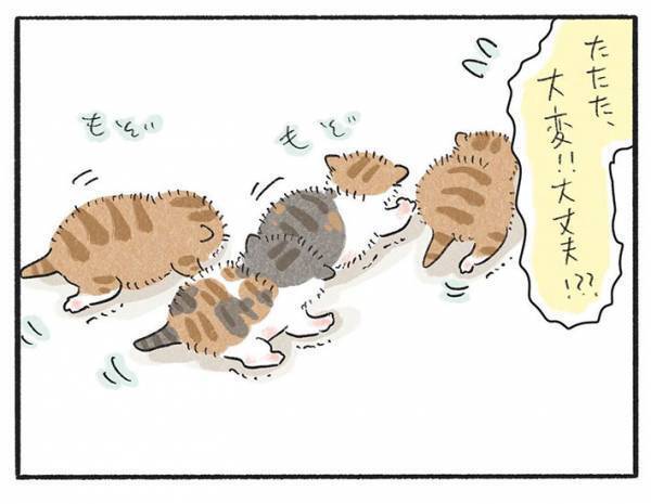 どうしてケガしたの！？　子猫全匹に『かさぶた』があるワケに「かわいい」