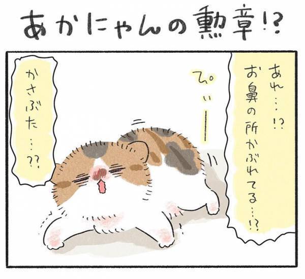 どうしてケガしたの！？　子猫全匹に『かさぶた』があるワケに「かわいい」
