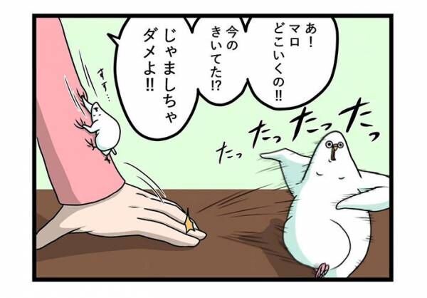 飛ぶのが面倒くさいインコ　まさかの行動に「鳥やめたの？」