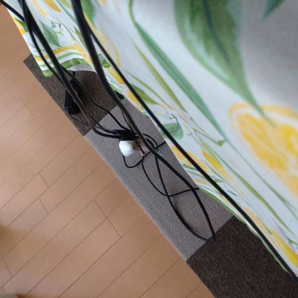 飛ぶのが面倒くさいインコ　まさかの行動に「鳥やめたの？」