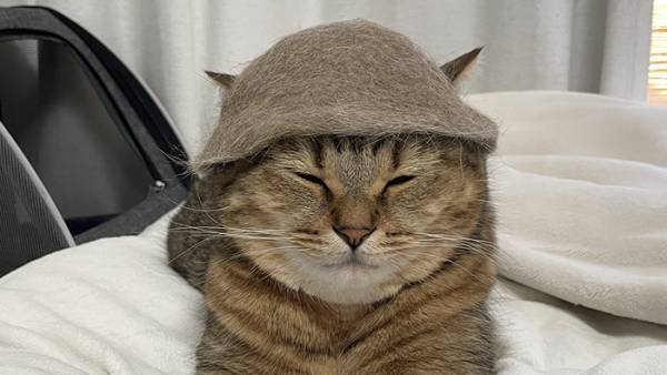 抜け毛で『あるもの』を作った飼い主　着用写真に「自然すぎるでしょ！」「完成度がすごい」