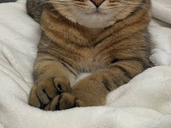 抜け毛で『あるもの』を作った飼い主　着用写真に「自然すぎるでしょ！」「完成度がすごい」