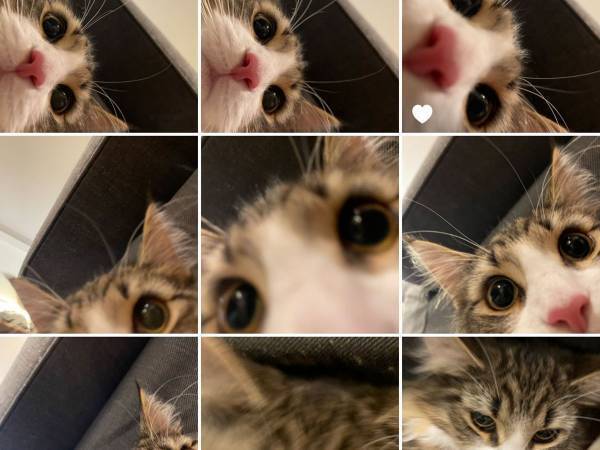 飼い主のスマホで猫が自撮り　そのテクニックがすごすぎる！？