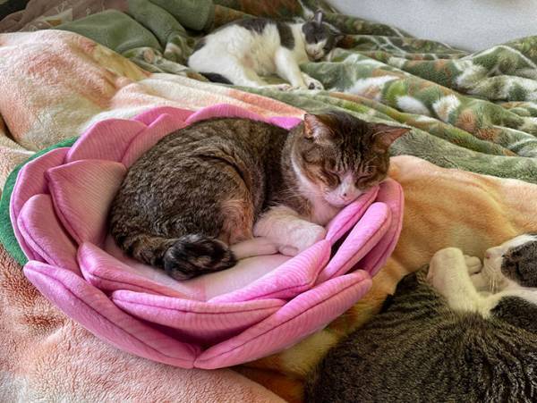 ここが極楽浄土か…　猫がくつろぐだけの光景に「自然と合掌」「ありがたい」