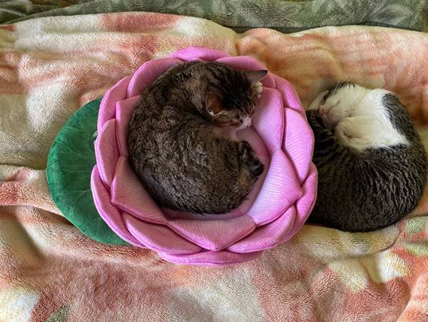 ここが極楽浄土か…　猫がくつろぐだけの光景に「自然と合掌」「ありがたい」