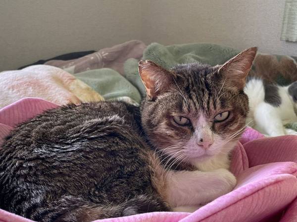 ここが極楽浄土か…　猫がくつろぐだけの光景に「自然と合掌」「ありがたい」