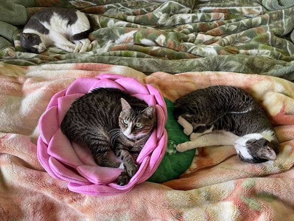 ここが極楽浄土か…　猫がくつろぐだけの光景に「自然と合掌」「ありがたい」