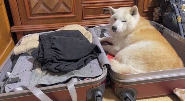 空気を読まない柴犬が？　多くの人の心をくすぐったいじらしい様子がコチラ