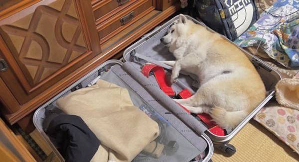 空気を読まない柴犬が？　多くの人の心をくすぐったいじらしい様子がコチラ