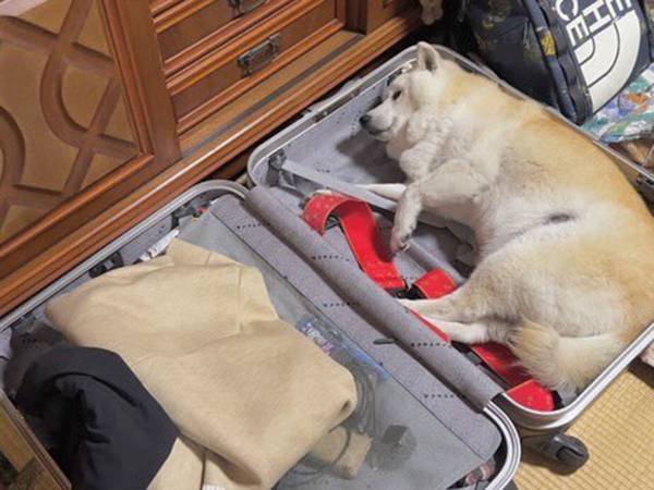 空気を読まない柴犬が？　多くの人の心をくすぐったいじらしい様子がコチラ