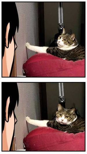 壁に止まった虫を狙う猫　飼い主が激写した姿に「めちゃくちゃいい顔」「最高」