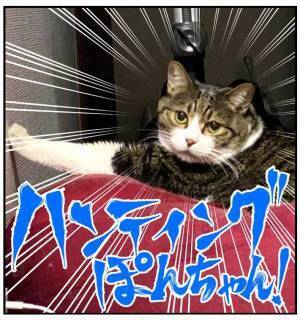 壁に止まった虫を狙う猫　飼い主が激写した姿に「めちゃくちゃいい顔」「最高」