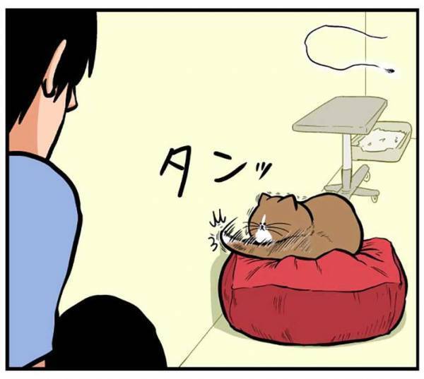 壁に止まった虫を狙う猫　飼い主が激写した姿に「めちゃくちゃいい顔」「最高」