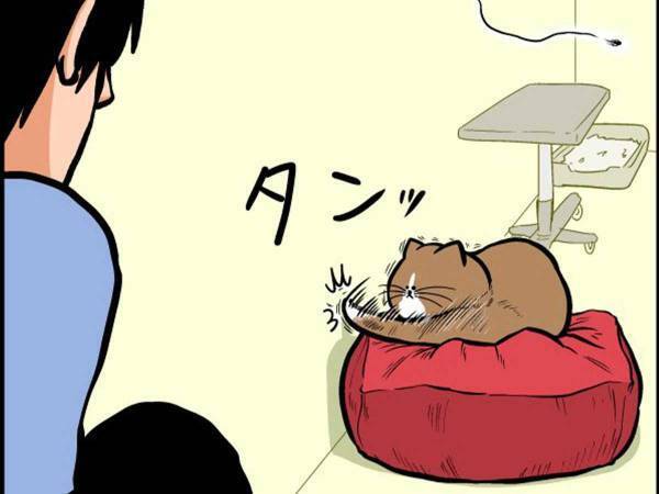 壁に止まった虫を狙う猫　飼い主が激写した姿に「めちゃくちゃいい顔」「最高」