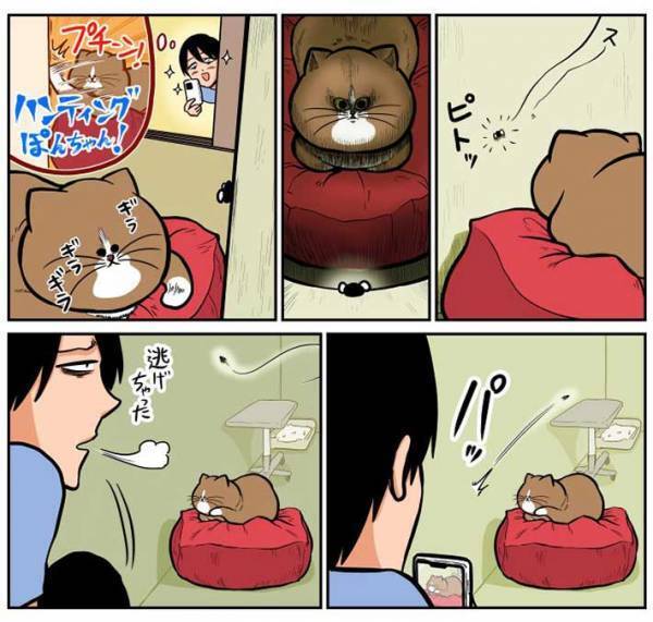 壁に止まった虫を狙う猫　飼い主が激写した姿に「めちゃくちゃいい顔」「最高」