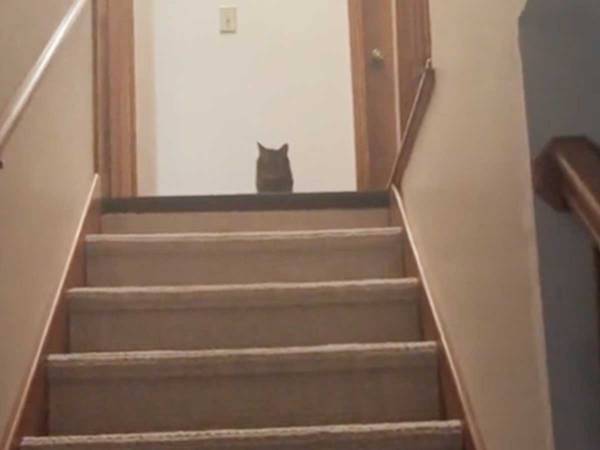 午後１１時に寝たい猫　飼い主が夜更かしをしていると…？「落とすところで吹いた！」