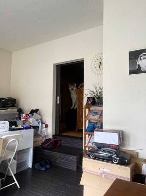 「どういうこと」「こういうのが一番好き」　『座標バグ犬』の写真にじわじわくる…！