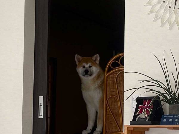 「どういうこと」「こういうのが一番好き」　『座標バグ犬』の写真にじわじわくる…！