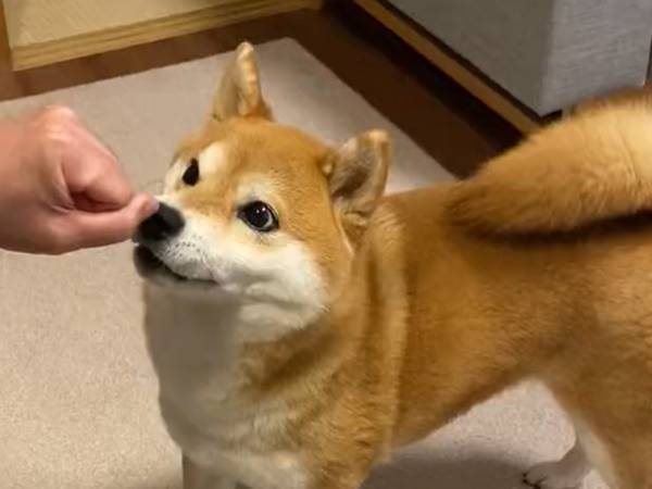 「うちの猫もこれで遊びます」　柴犬を虜にした意外な遊びとは…？