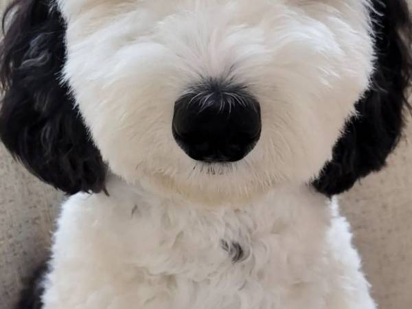 『スヌーピー』にそっくりの犬　飼い主が投稿した写真に、ファンも熱狂！