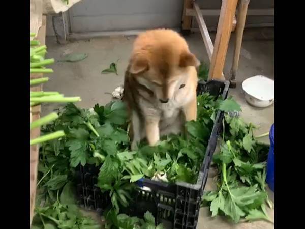 草布団の『こだわり』が強すぎた犬　奮闘の結果に「堪えきれずに吹いた」「何度でも見ちゃう」