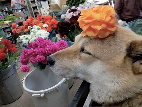 草布団の『こだわり』が強すぎた犬　奮闘の結果に「堪えきれずに吹いた」「何度でも見ちゃう」