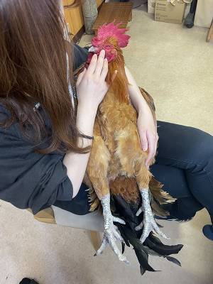 自分がニワトリということを忘れてる…！　愛情MAXの姿に「知らなかった！」「完全に人間」