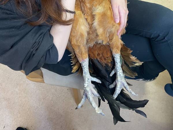 自分がニワトリということを忘れてる…！　愛情MAXの姿に「知らなかった！」「完全に人間」