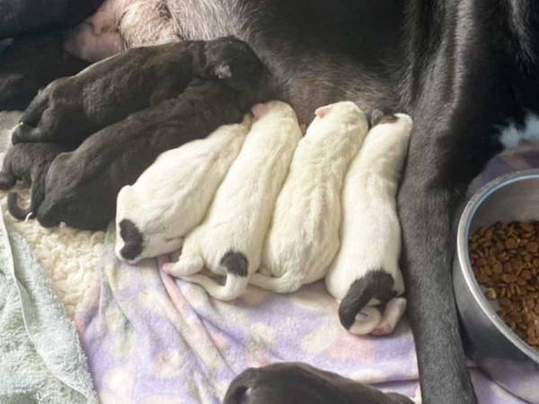 子育て中の母犬の写真　よく見ると…？　「最高のママだ！」「なんて優しい犬」