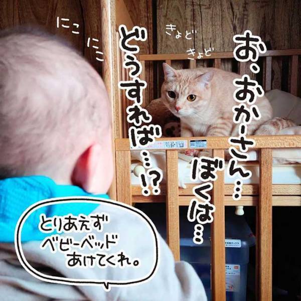 赤ちゃんと目が合った猫が…？　反応に「尊い」「頑張れ～！」