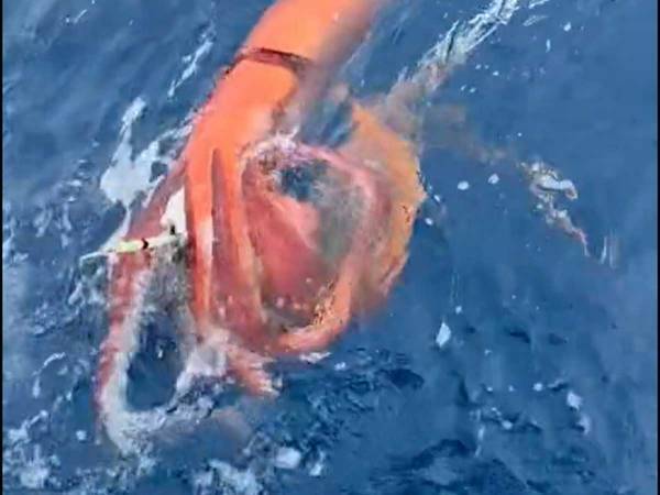 「漁師になって１０年経つが…」　ダイオウイカの釣り上げ動画に驚きの声続々