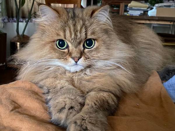 ベビーシッターに預けていた猫の姿に、飼い主「面白すぎてヤバい！」