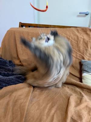 ベビーシッターに預けていた猫の姿に、飼い主「面白すぎてヤバい！」