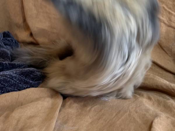 ベビーシッターに預けていた猫の姿に、飼い主「面白すぎてヤバい！」