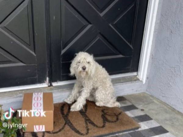 「放っておけない！」　玄関に座っていた見知らぬ犬　優しい女性に保護された結果…？