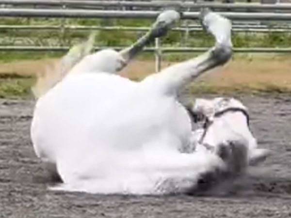 「放牧だー！いやっほーい！！」　全身で喜びを表す白馬に「こんなにはしゃぐとは」