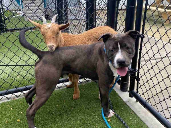 飼い主が手放した『２匹のペット』　施設が公開した写真に、心打たれた人たちが？