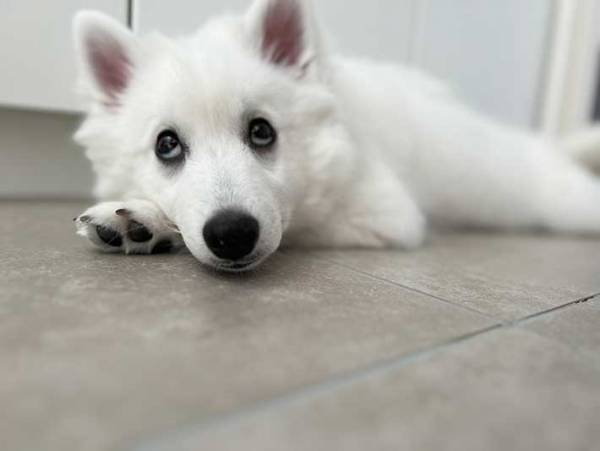 これから注射を打つ犬　超笑顔だったのに？　「もう何も信じられないみたいな顔してる」