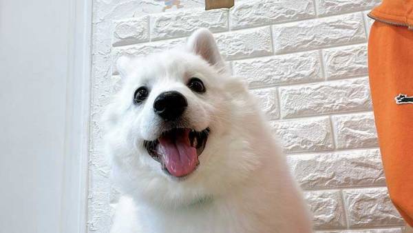 これから注射を打つ犬　超笑顔だったのに？　「もう何も信じられないみたいな顔してる」