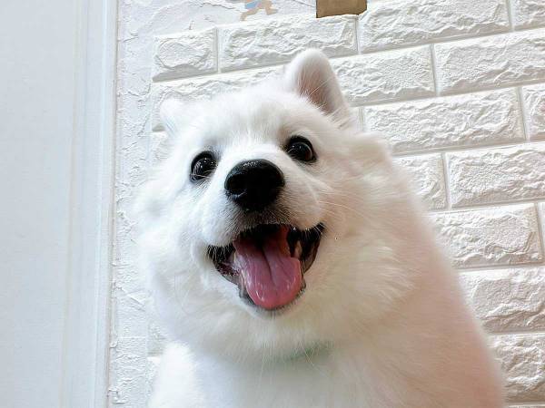 これから注射を打つ犬　超笑顔だったのに？　「もう何も信じられないみたいな顔してる」