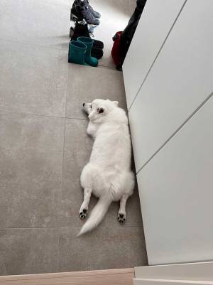 これから注射を打つ犬　超笑顔だったのに？　「もう何も信じられないみたいな顔してる」