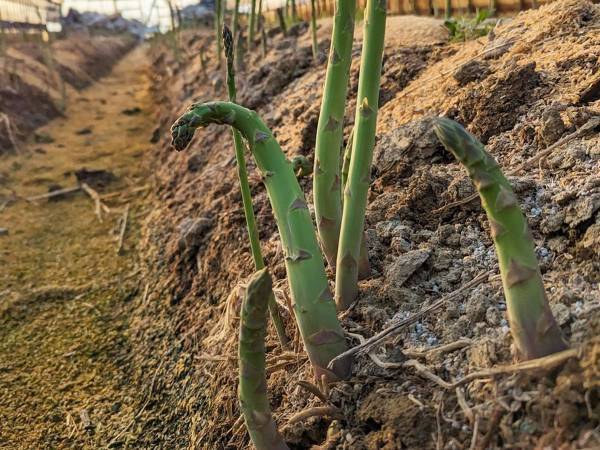 『曲がったアスパラガス』の価値を高めたい　農家のネーミングセンスに「発想の勝利」