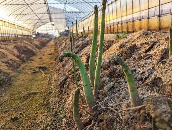 『曲がったアスパラガス』の価値を高めたい　農家のネーミングセンスに「発想の勝利」